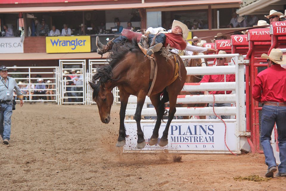 Rodeio em Cavalos Calgary Bareback