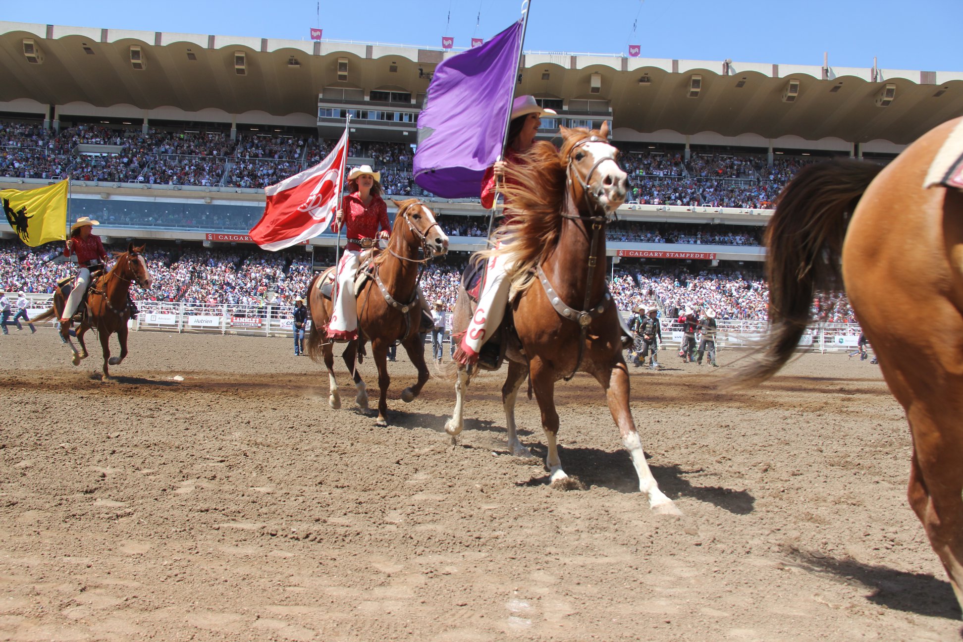 Rodeio de Calgary na pandemia