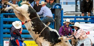 Patrocínio campeonato de Rodeio em touros